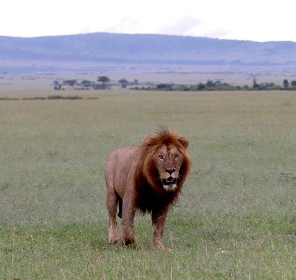 Maasai Homestay Camping Sekenani Exteriér fotografie